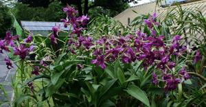 Dendrobium Violet Yamaji