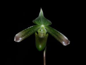 Paphiopedilum Java