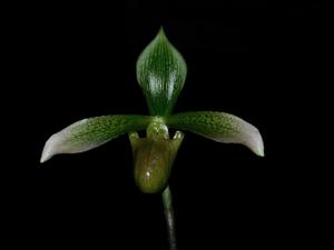 Paphiopedilum Luna