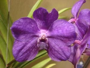 Vanda Princess Mikasa