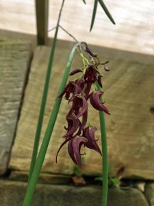 Dendrobium Hot Coals