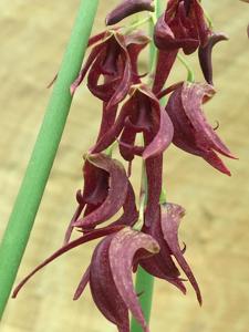 Dendrobium Hot Coals