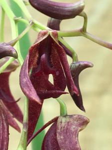 Dendrobium Hot Coals