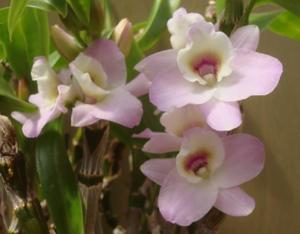 Dendrobium Lady Love