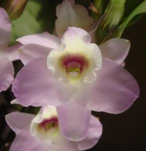 Dendrobium Lady Love