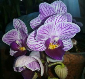 Phalaenopsis Sogo Vivien