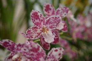 Oncidium Prince Vultan