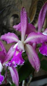 Cattleya elegans