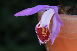 Pleione Wharfedale