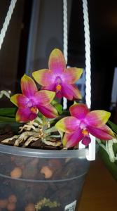 Phalaenopsis Princess Kaiulani