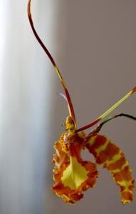 Psychopsis Pavane