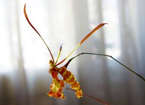 Psychopsis Pavane