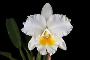 Cattleya Queen Sirikhit