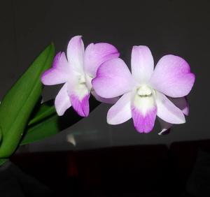 Dendrobium Baby Pink