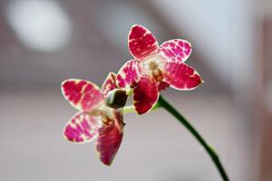 Phalaenopsis Chienlung Crocodile