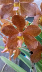 Vanda Carnival