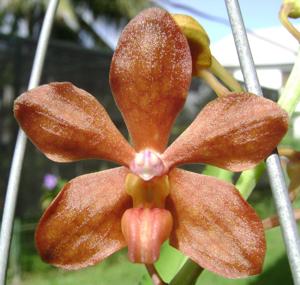 Vanda Carnival