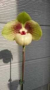 Paphiopedilum Shun-Fa Golden