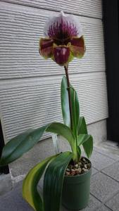 Paphiopedilum Winston Churchill