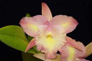 Rhyncholaeliocattleya Caricia y Armonía