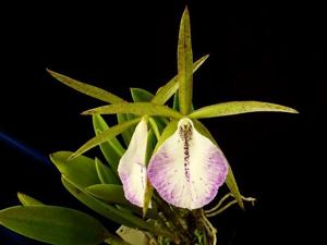 Brassocattleya Estrella Soñada