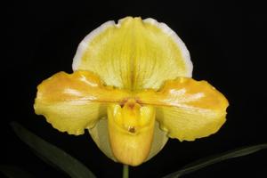 Paphiopedilum Alchemy