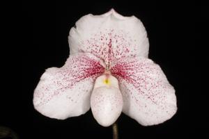 <i>Paphiopedilum</i> Ice King