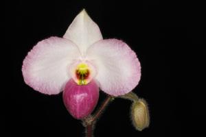 Paphiopedilum Ho Chi Minh