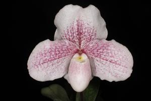 Paphiopedilum White Legacy