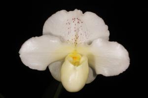 Paphiopedilum Silver Saint