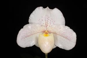 Paphiopedilum Lunacy