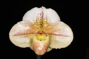 Paphiopedilum Carmen Coll