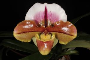 Paphiopedilum Via Luna Este