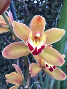 Cymbidium Latigo