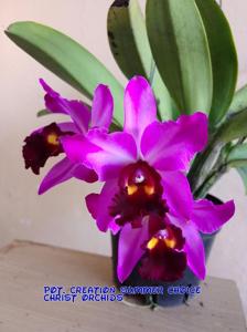 Rhyncholaeliocattleya Creation