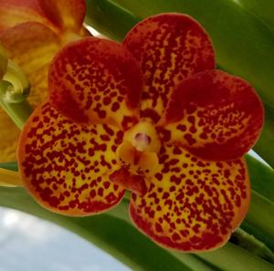 Vanda Crownfox Golden Dawn
