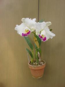 Cattleya Fair Catherine