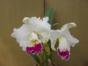 Cattleya Fair Catherine