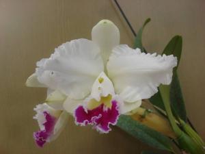 Cattleya Fair Catherine