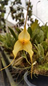 Masdevallia Lemon Glow