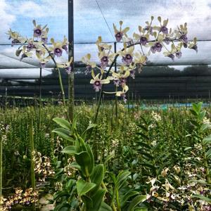 Dendrobium Edfrans Charming