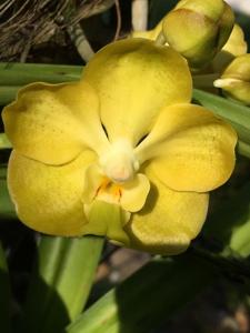 Vanda Memoria Thianchai