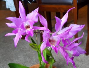 Laelia Autoceps