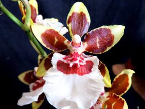 Oncidium Jungle Monarch