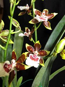 Oncidium Jungle Monarch