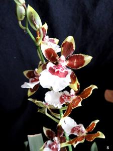 Oncidium Jungle Monarch