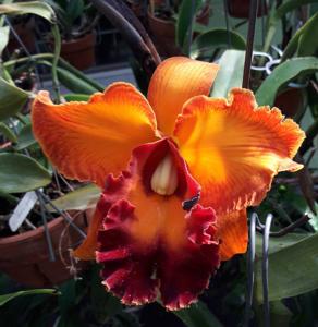 Rhyncholaeliocattleya Jac Golden Peacock