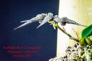Bulbophyllum Crownpoint