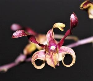 Dendrobium Jairak Twist