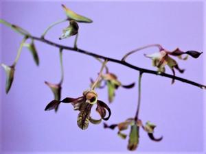 Dendrobium Jairak Twist